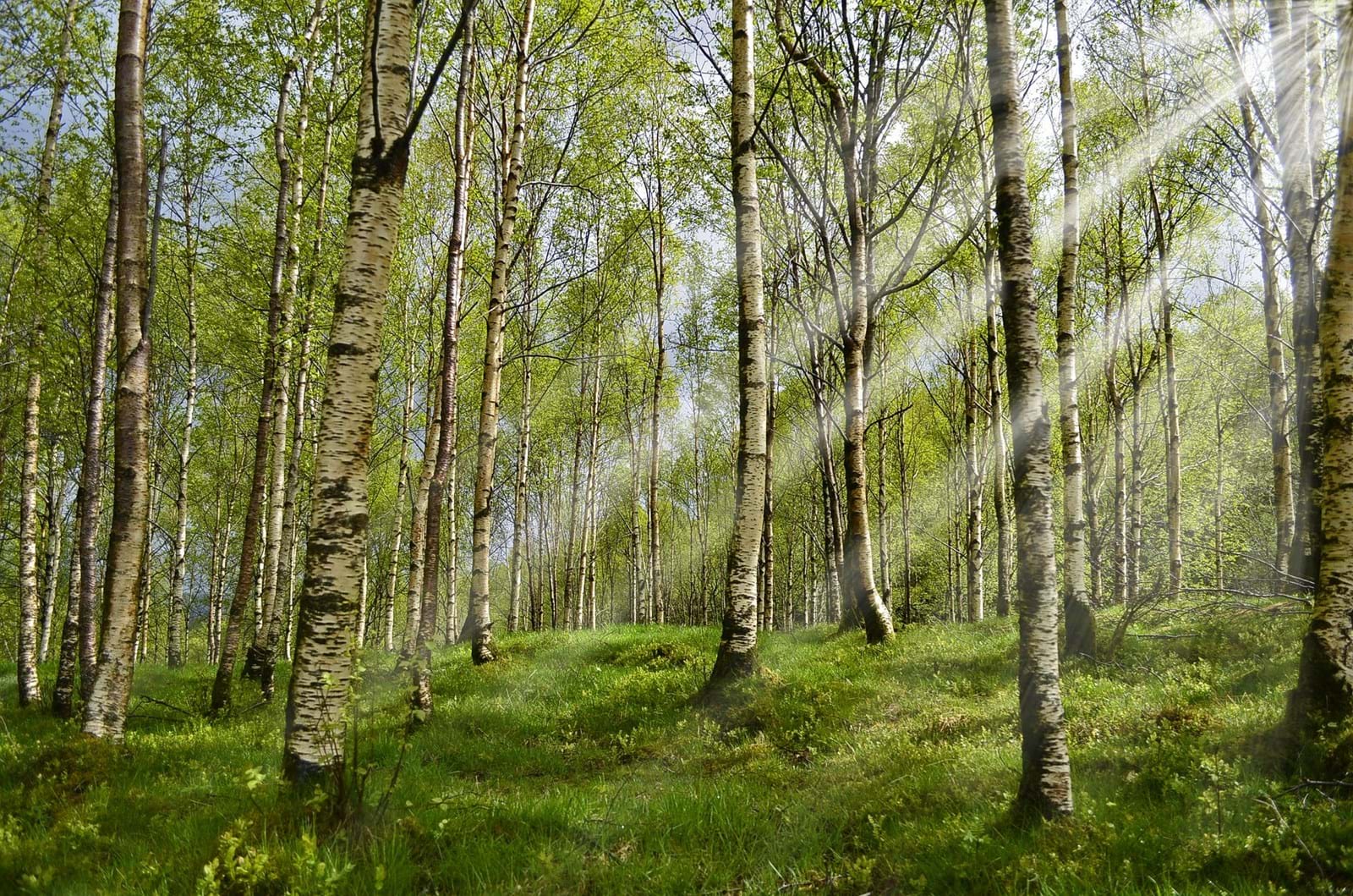 Solstråle Solstråle