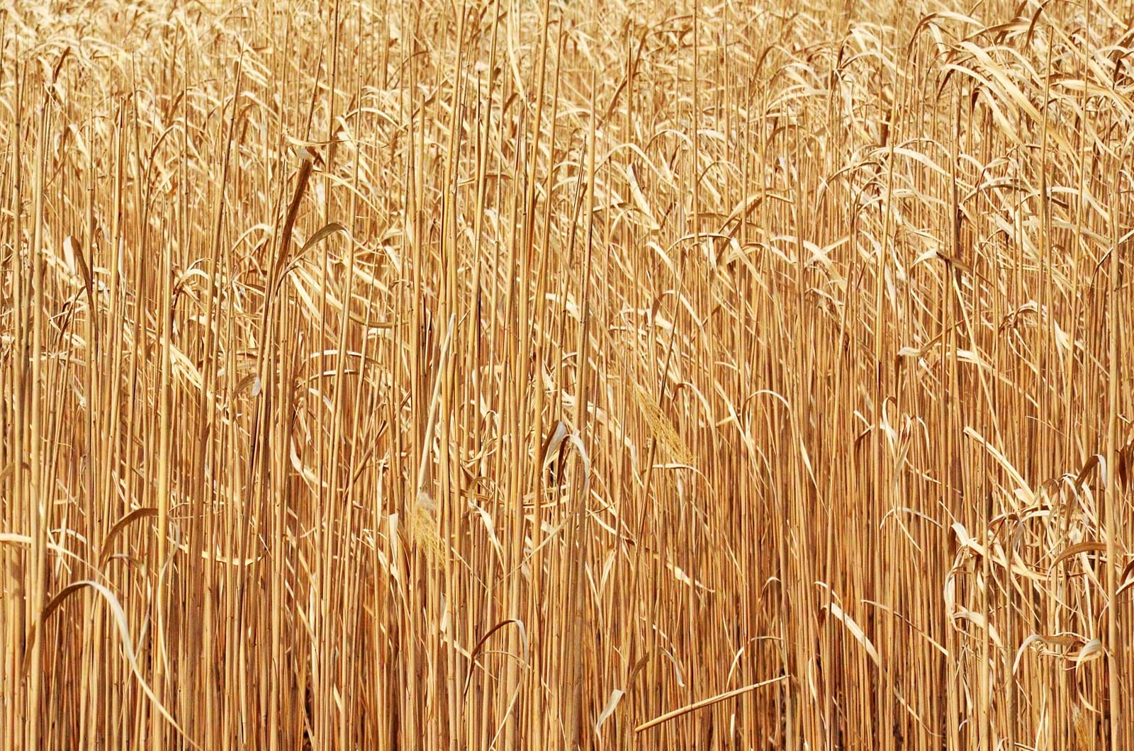 Miscanthus 5128316